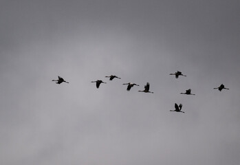 gray cranes at an autumn transit stop for rest in the fields of the Moscow region