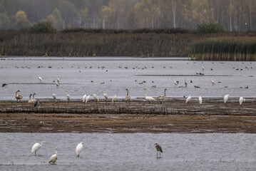 gray and white herons at an autumn transit stop for rest on the lakes of the Moscow region
