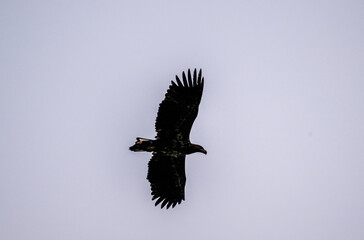 Where there are many fish and birds, there is also a white-tailed eagle with its family on an autumn day on the lakes of the Moscow region