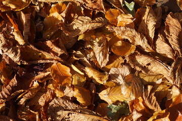 Close up of autumn leaves on the street. Autumn, October, Netherlands. Textures, pattern, background