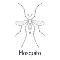 Common malaria mosquito. Insects. Fauna coloring page. Graphic sketch isolated with title. Vector illustration.