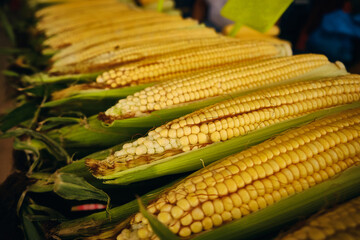 Row of sweetcorn on the cob at farmers market stall