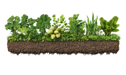 Garden bed filled with various leafy green vegetables and herbs isolate on transparent background, cutout, png