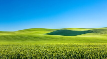 Fototapeta premium Lush green rolling hills under a clear blue sky, evoking tranquility and nature's beauty.