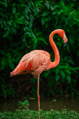 flamingo in the zoo