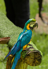 blue parrot