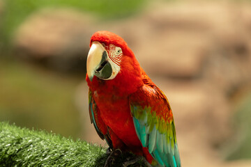 red parrot