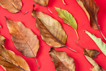 Dried Brown Leaves on Red Background