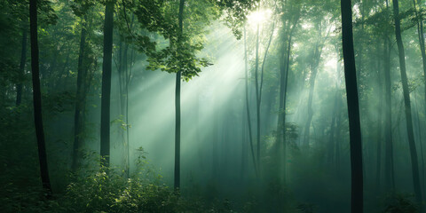 Mystical sunlight filtering through dense forest canopy
