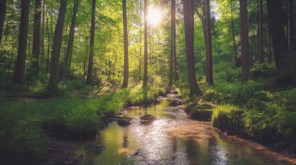 Sunlight filtering through trees in a serene forest clearing with a gentle stream flowing peacefully