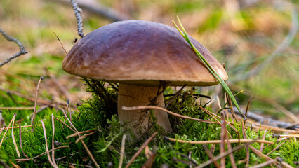 podgrzybek © Grzegorz