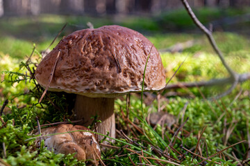 Prawdziwek © Grzegorz