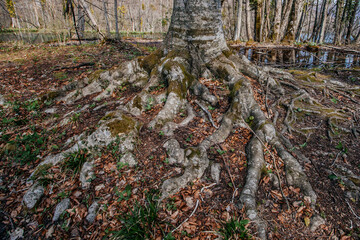 Beautiful forest in Plitvice lakes national park taken at early spring, Croatia