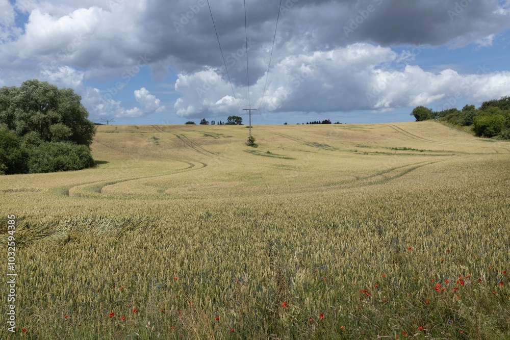 Wall mural Fields and hills with wheat. Marlow. East Germany. Mecklenburg Vorpommern.