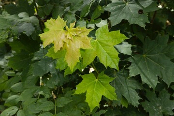 Leaves of Maplee tree. Marlow. East Germany. Mecklenburg Vorpommern.