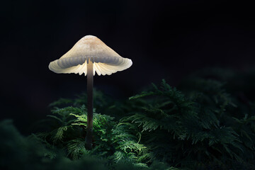 Leuchtender Pilz im Dunkeln, umgeben von Moos und Farnen