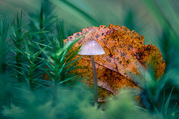 Nahaufnahme eines kleinen Pilzes vor einem verwelkten Blatt, umgeben von grünen Pflanzenstrukturen...