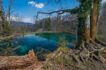 Beautiful forest in Plitvice lakes national park taken at early spring, Croatia