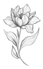 Elegant black and white floral illustration showcasing a detailed flower with leaves, perfect for botanical designs.