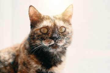 Obraz premium Curious cat looks into the camera. Pet in bright daylight. Kitten with colored fur and a cute muzzle. Domestic animals theme. Close up and copy space.