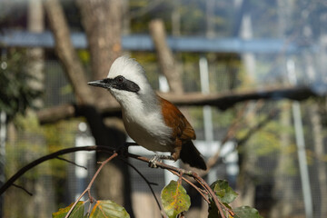 Close up view of a white-crested laughingthrush standing on a tree branch. (Garrulax leucolophus)