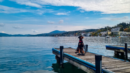 Fototapeta premium Dog standing on pier with view of idyllic Lake Wörth in Pörtschach, Carinthia, Austria. Scenic landscape surrounded by Karawanks, Austrian Alps. Fresh and clean air. Calm sunny winter day