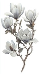 Obraz premium Magnolia flower branch, white isolate background