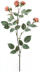 Pink rose branch with leaves, white isolate background