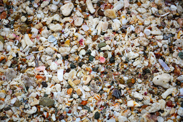 Sand shell beach Costa Rica