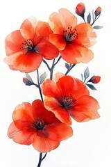 Vibrant orange flowers, delicate petals, white isolated background.