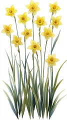 Yellow daffodil flowers with green leaves, white isolated background