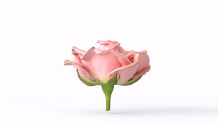 pink rose with white background