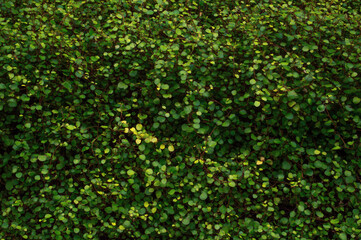 Green dense grass cover. Nature background with space for text.