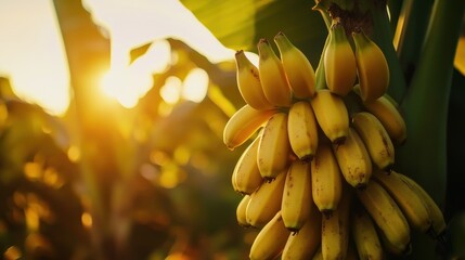 Naklejka premium A cluster of ripe bananas hanging from a plant with sunlight in the background.