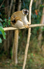 Lémur à front roux, femelle et jeune, Eulemur rufus, Madagascar