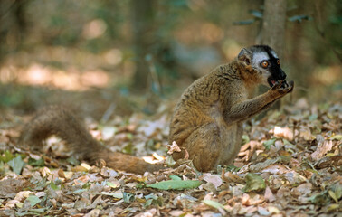 Lémur à front roux, male, Eulemur rufus, Madagascar