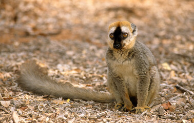 Lémur à front roux, male, Eulemur rufus, Madagascar