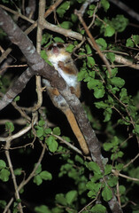 Lémurien, microcèbe murin , Microcebus murinus, Madagascar