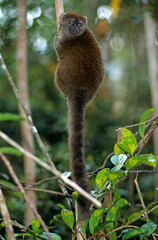 Lémurien, petit hapalémur,  Hapalemur griseus griseus, Madagascar