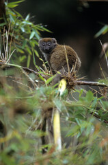 Lémurien, petit hapalémur,  Hapalemur griseus griseus, Madagascar