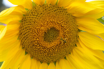 Naklejka premium Helianthus annuus, Tournesol, Abeille
