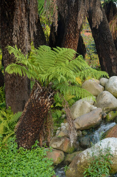 foug&egrave;re arborescente,.dicksonia antarctica, jardin Australien, les jardins du monde, Pairi Daiza, Domaine de Cambron, Brugelette, Belgique