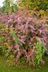 Obraz premium Epine vinette de Thunberg, berberis thunbergii 'Harlequin'