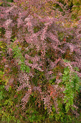 Epine vinette de Thunberg, berberis thunbergii 'Harlequin'