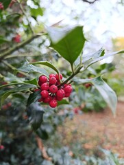 Obraz premium Red berries on a bush 