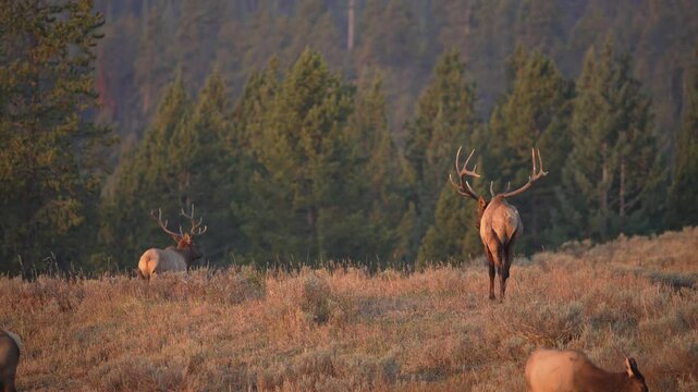Bull Elk pushing another bull away from his harem in the rutting season in Yellowstone.