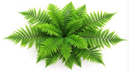 Naklejka premium Lush Green Ferns on a White Background