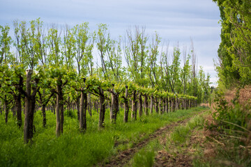 Naklejka premium Viñedos, naturaleza y tormenta