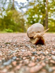 snail on the road