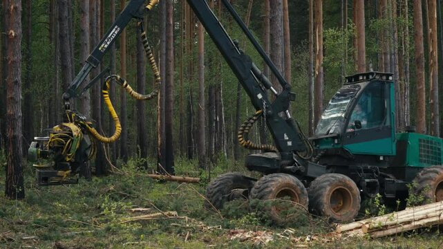 A harvester machine is grabbing fallen trees in the forest. Harvester Machinery with grabbing crane is picking up trees from the ground. Harvester vehicle slowly grabbing multiple tree logs.